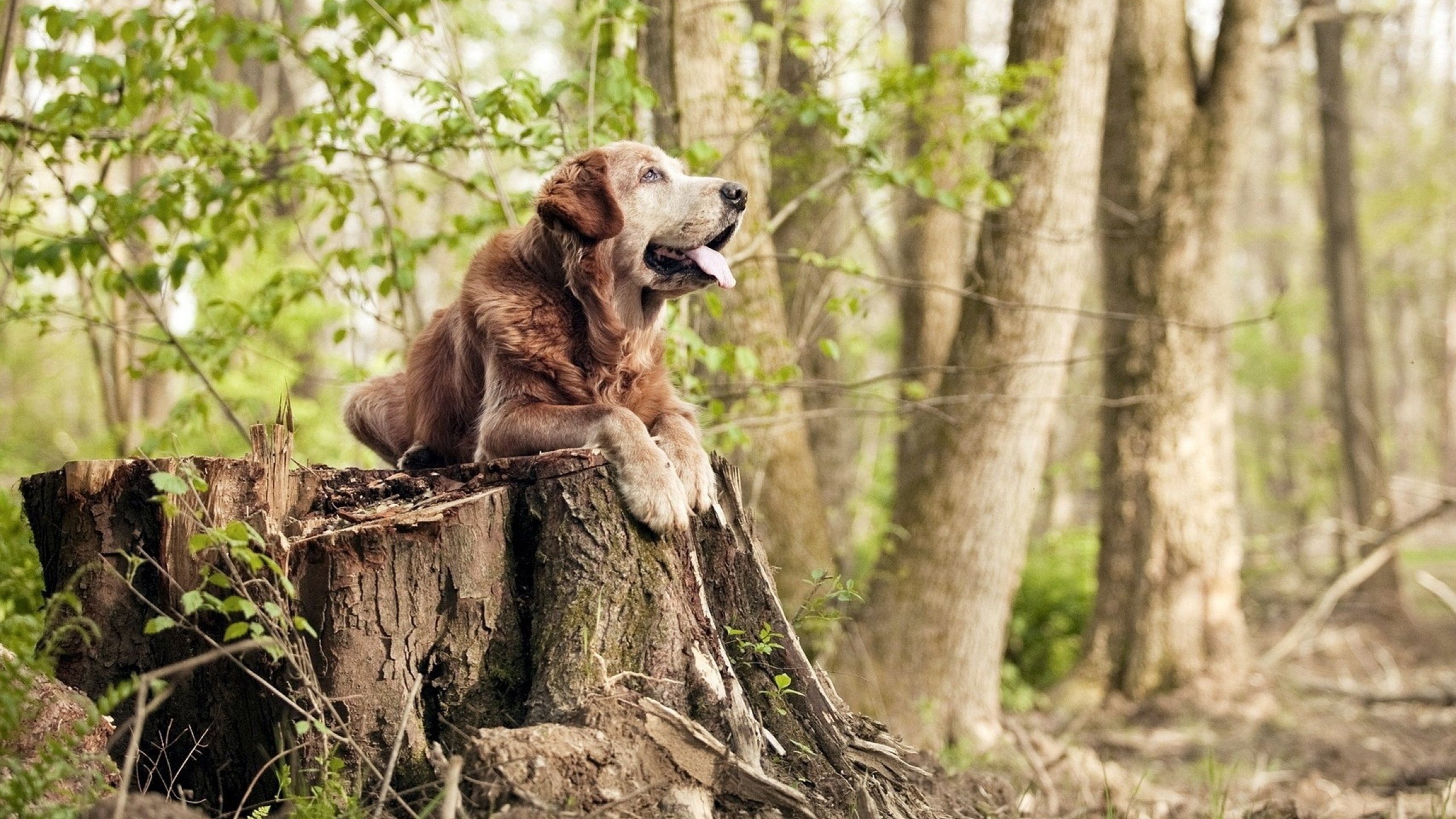 im电竞官网登录-电子竞技足球比赛成为新潮流，吸引大批年轻观众，电竞足球项目