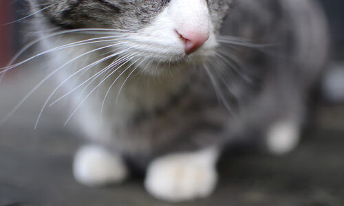 im体育app官网-美洲杯明星狂欢：精彩集锦不停歇！，美洲杯巨星