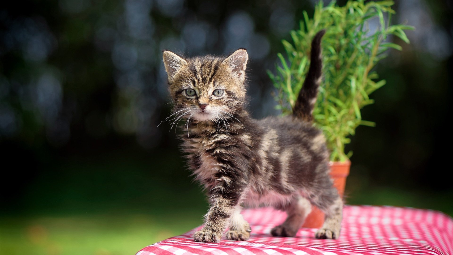 im体育在线登录入口地址-背泳转身动作流畅，技术提升明显，背泳教学视频分解动作