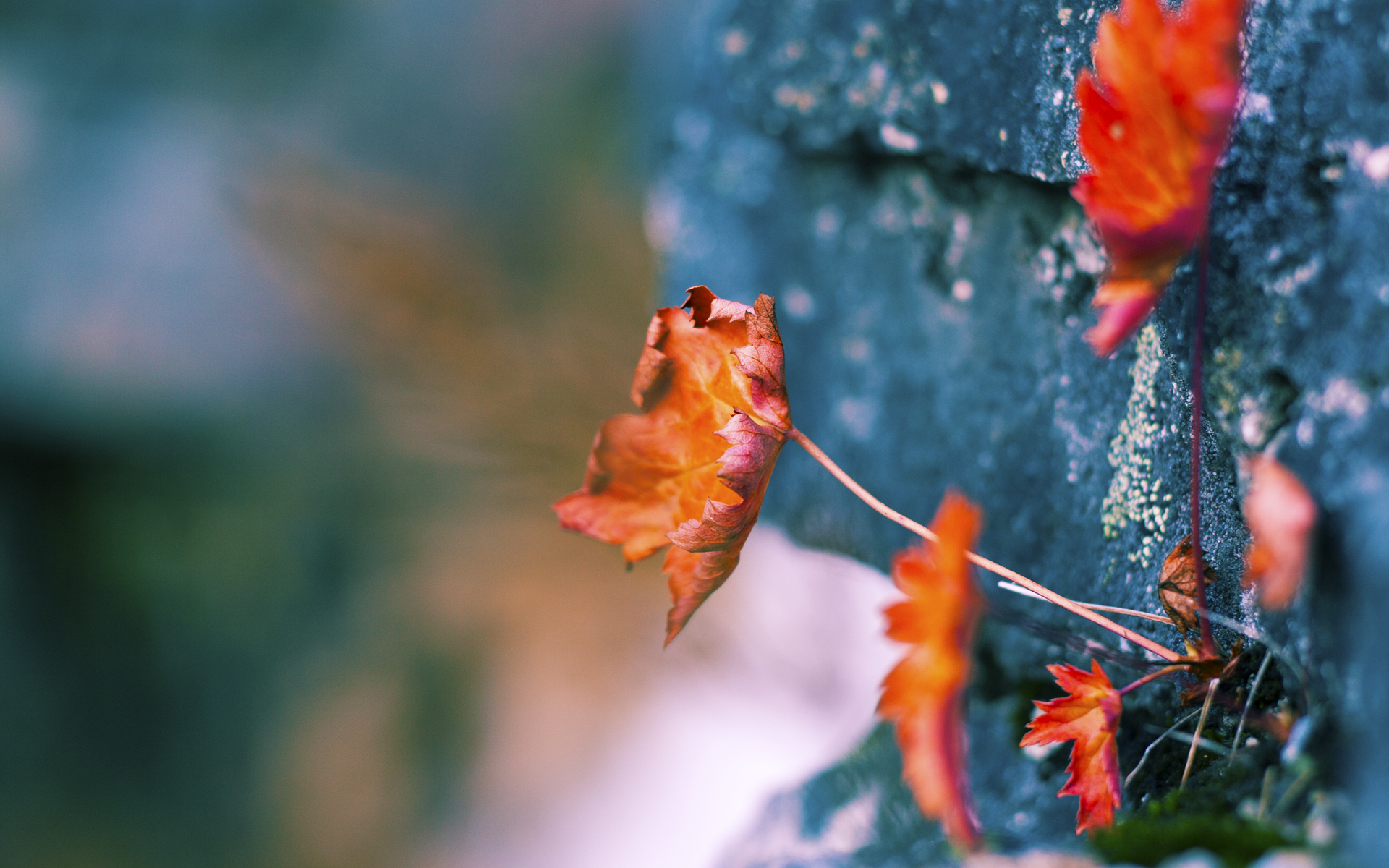 im体育网页版-英超绝杀定局：最后时刻的神奇一脚，英超最后两轮对阵