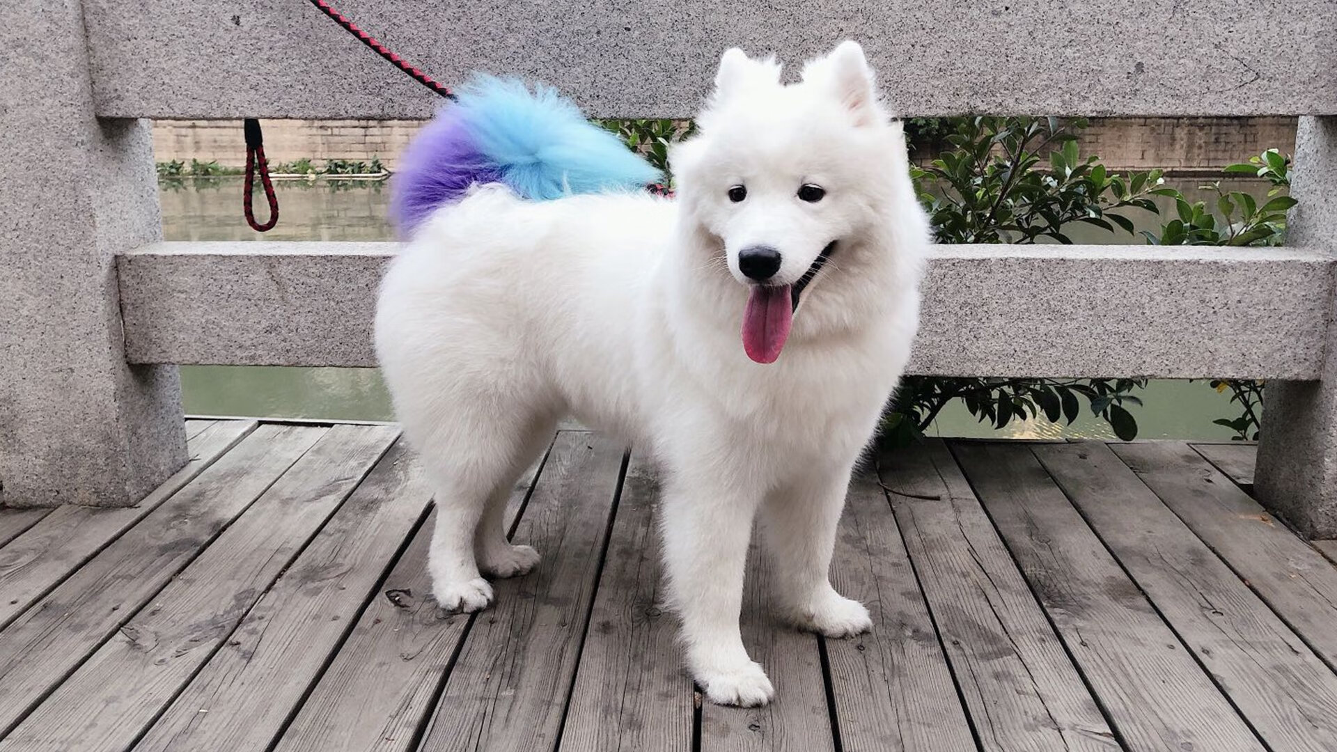 im体育最新安全APP下载-蛙泳状态回暖韩国表现突出，蛙泳get