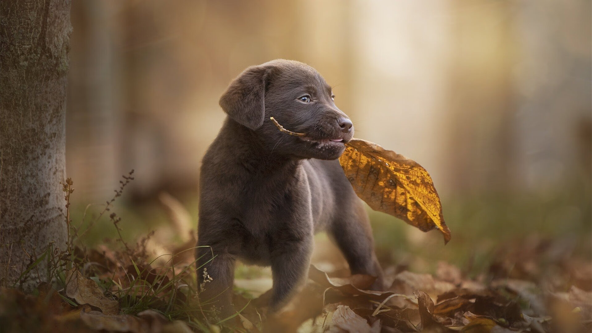 im体育在线登录入口地址-詹姆斯·奥康纳的经验积累让袋鼠队在关键比赛中占得先机，詹姆斯奥康纳自然的理由