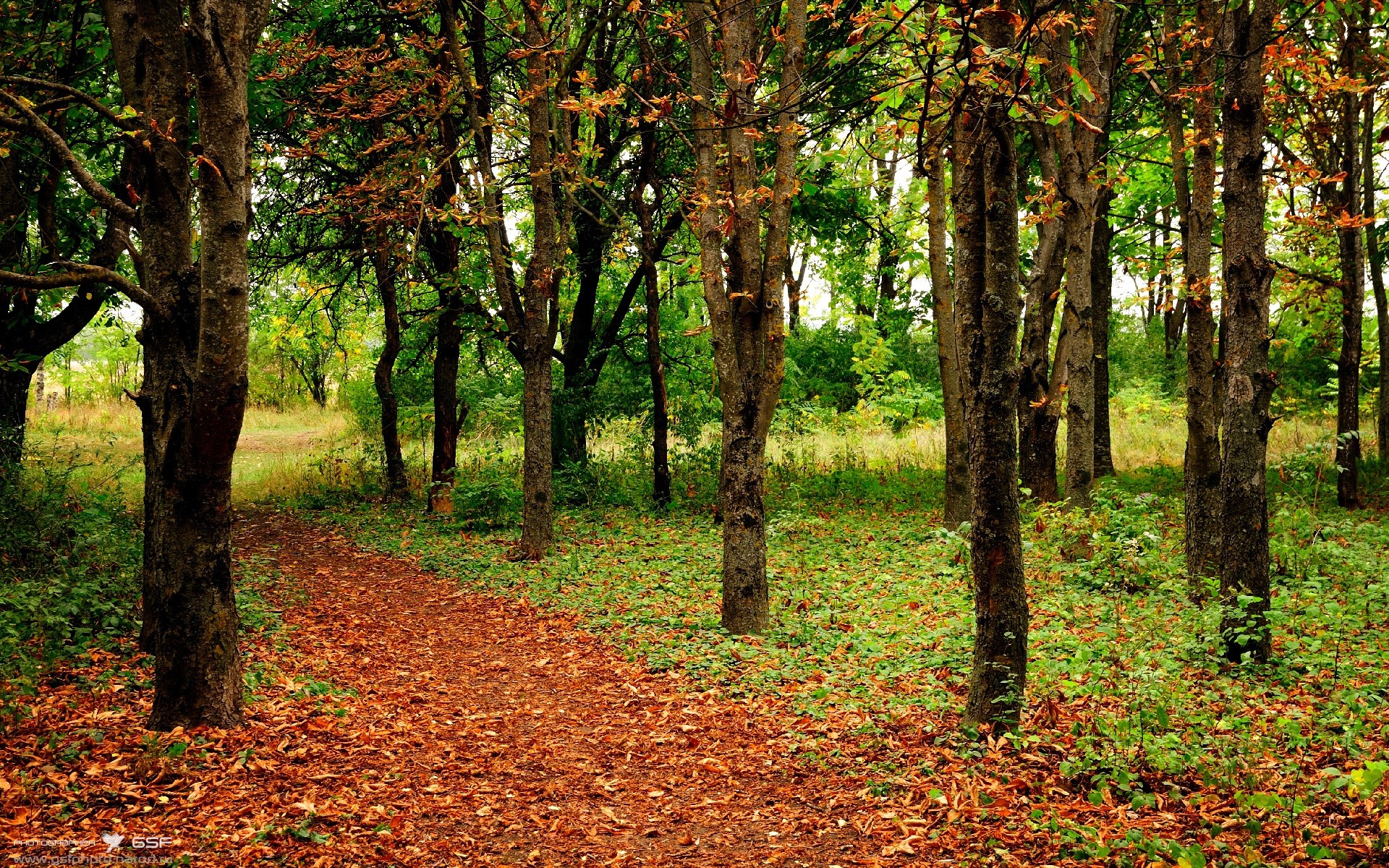 阿根廷新一代球员崭露头角，国家荣誉在望